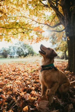 Captain Oscar O'Leary Dog Collar